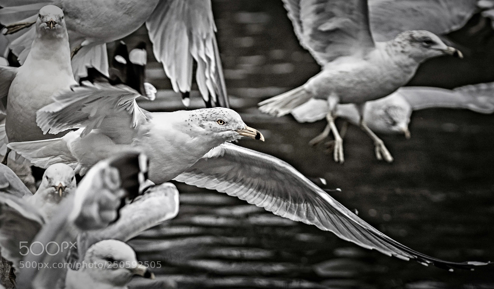 Canon EOS-1D X Mark II sample photo. Break free photography