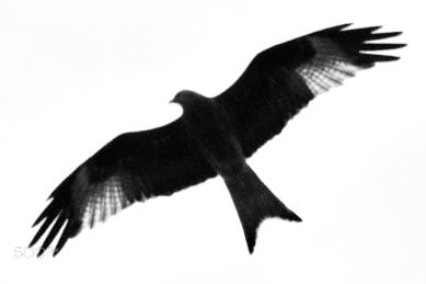 Nikon D5300 sample photo. Red kite photography