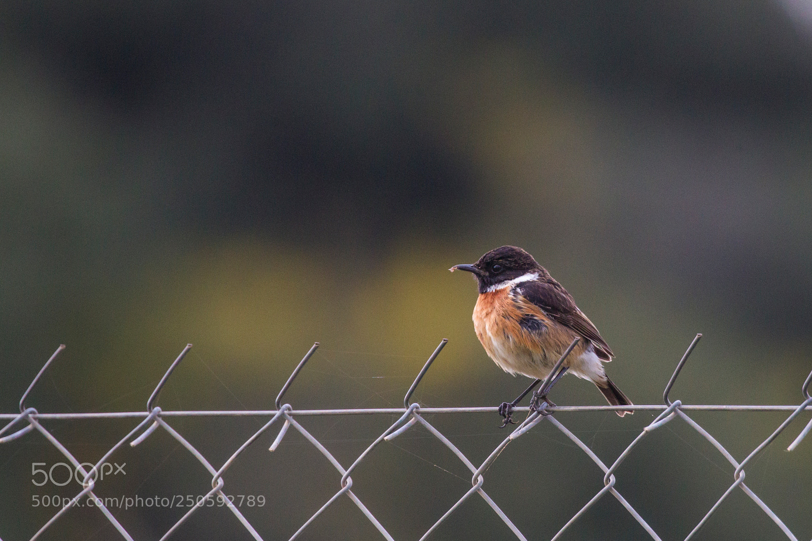 Canon EOS-1D Mark IV sample photo. Afternoon mood photography