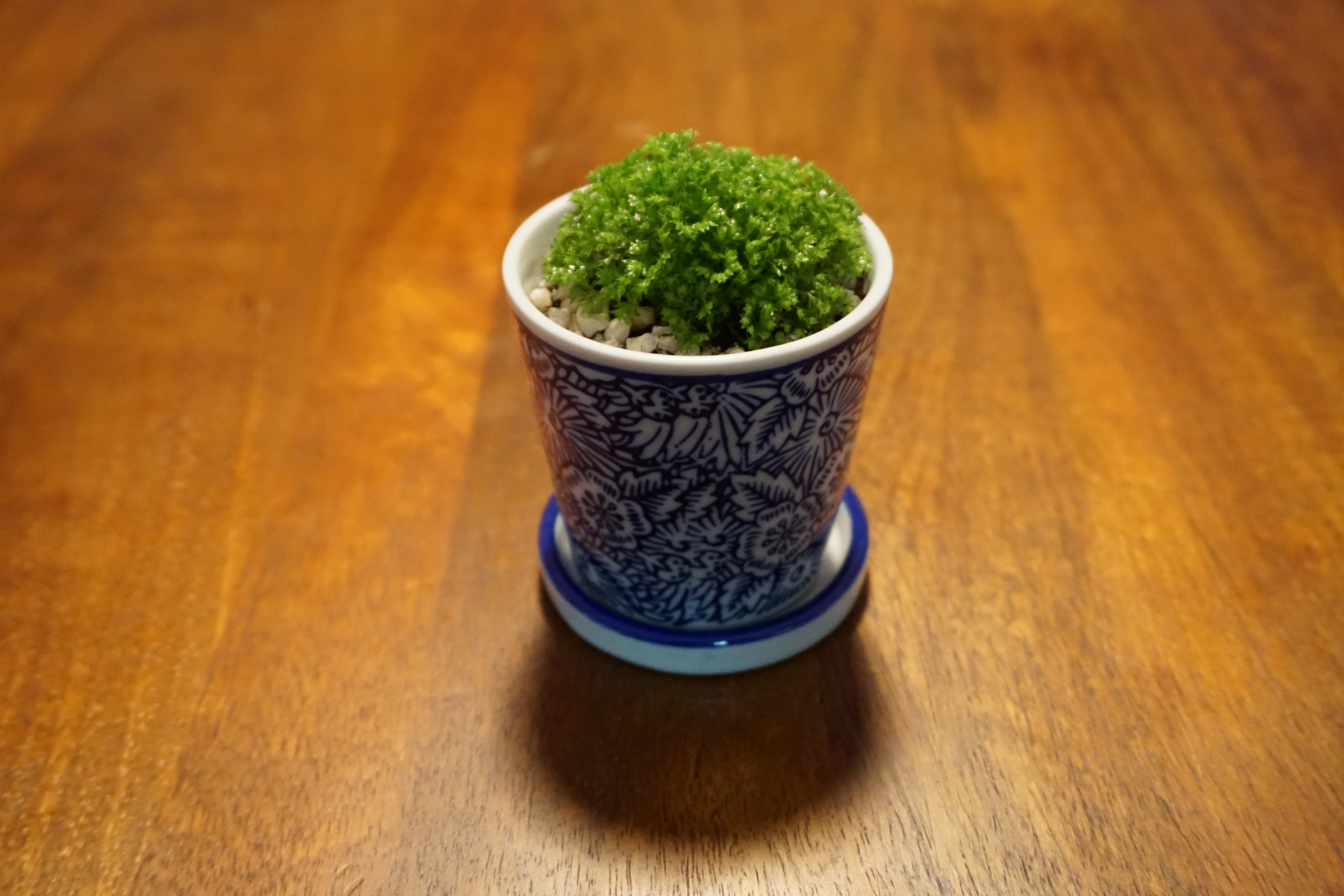 Sony a6000 + Sony E 18-50mm F4-5.6 sample photo. Mossy zen photography