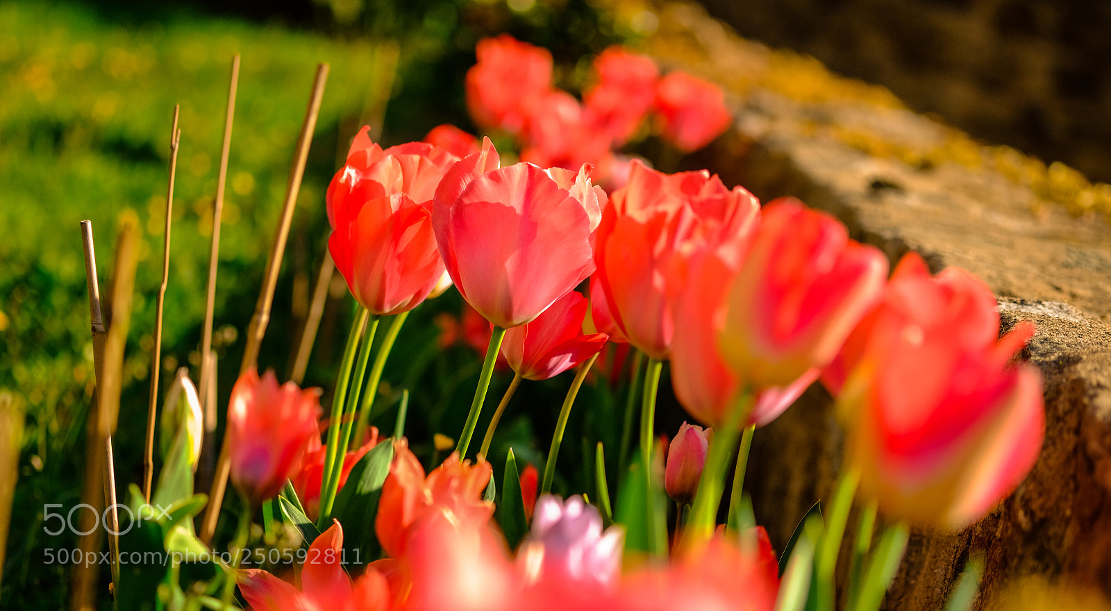Fujifilm X-T10 sample photo. Tulips photography