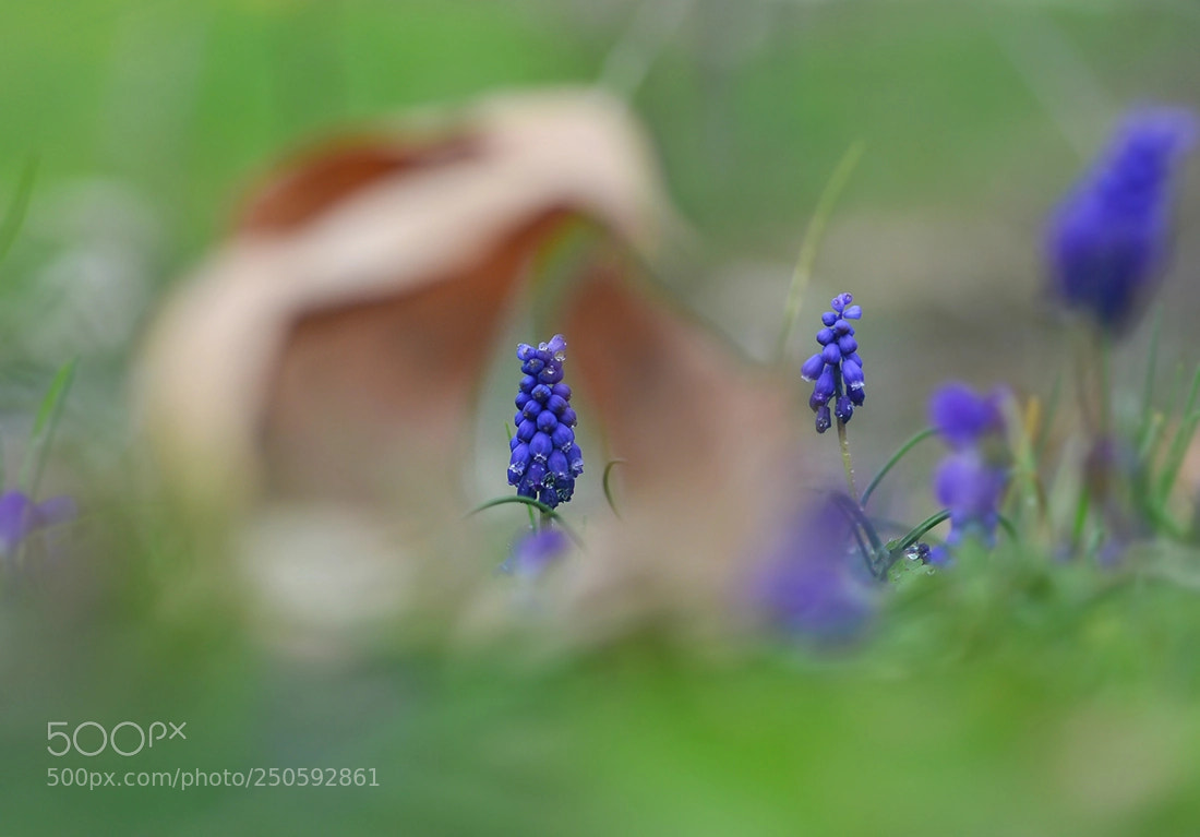 Nikon D7100 sample photo. Sumbul photography