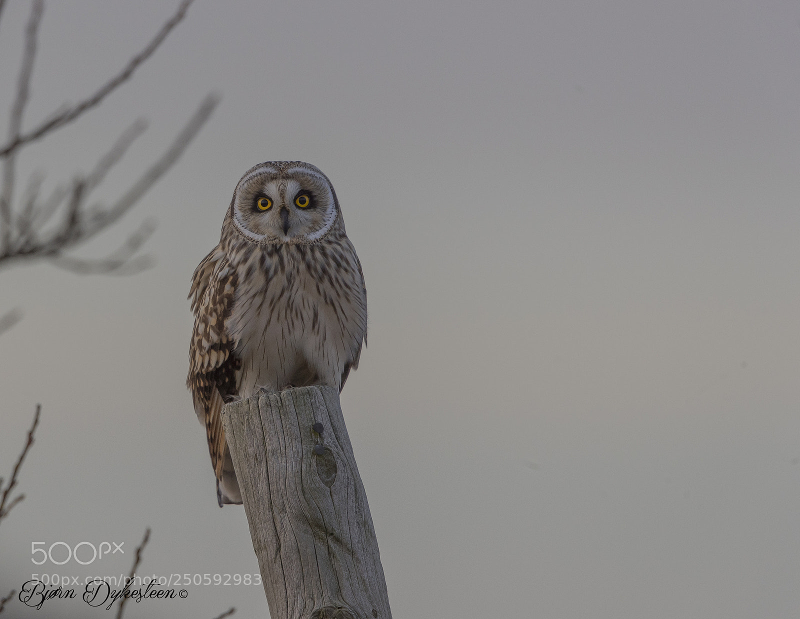 Canon EOS-1D X Mark II sample photo. Short-eared owl photography