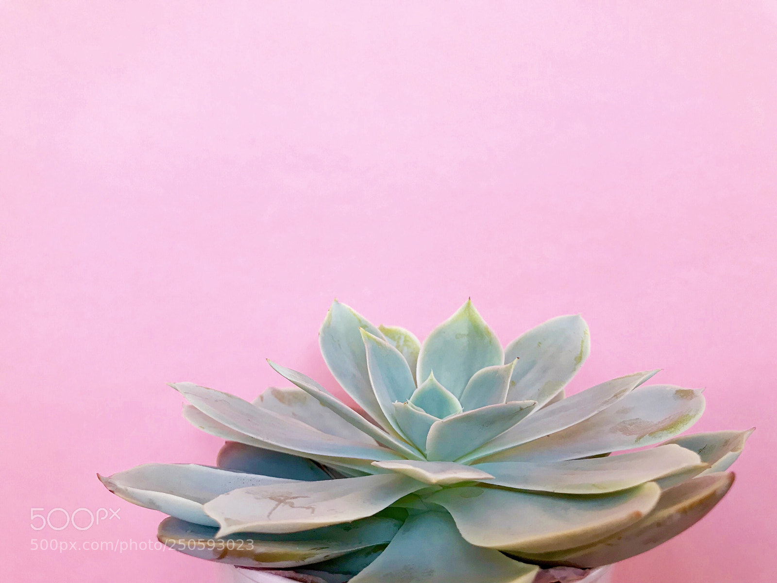 Apple iPhone 7 Plus sample photo. Succulent on pink background photography