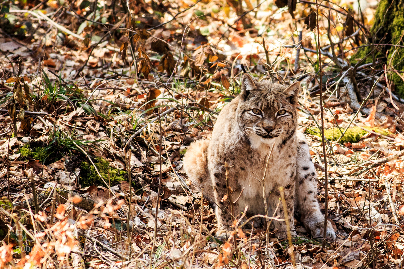 Canon EOS-1D X sample photo. A lynx in wildnispark photography