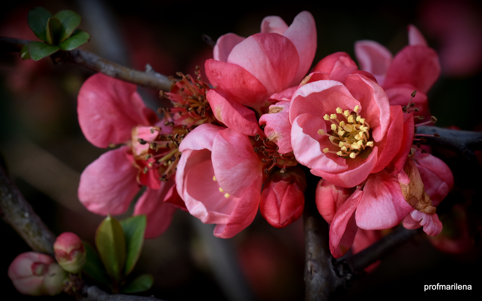 Sigma 150mm F2.8 EX DG OS Macro HSM sample photo. In  my garden spring is blooming photography