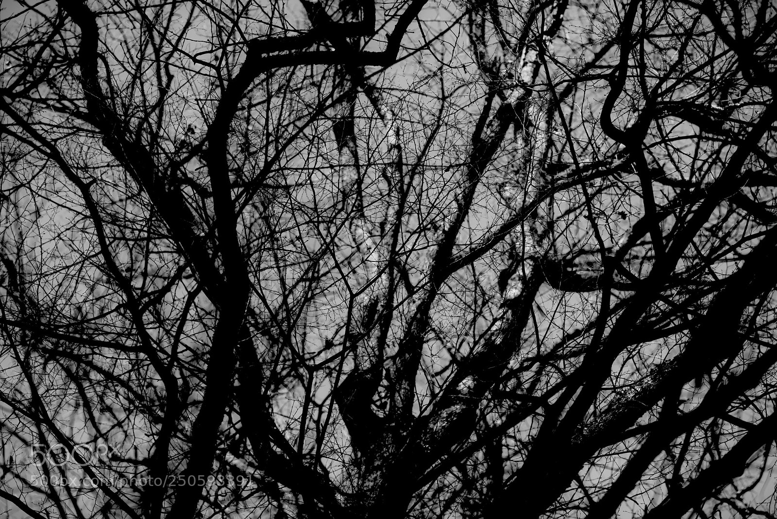 Nikon D810 sample photo. Connections, web, veins roads photography