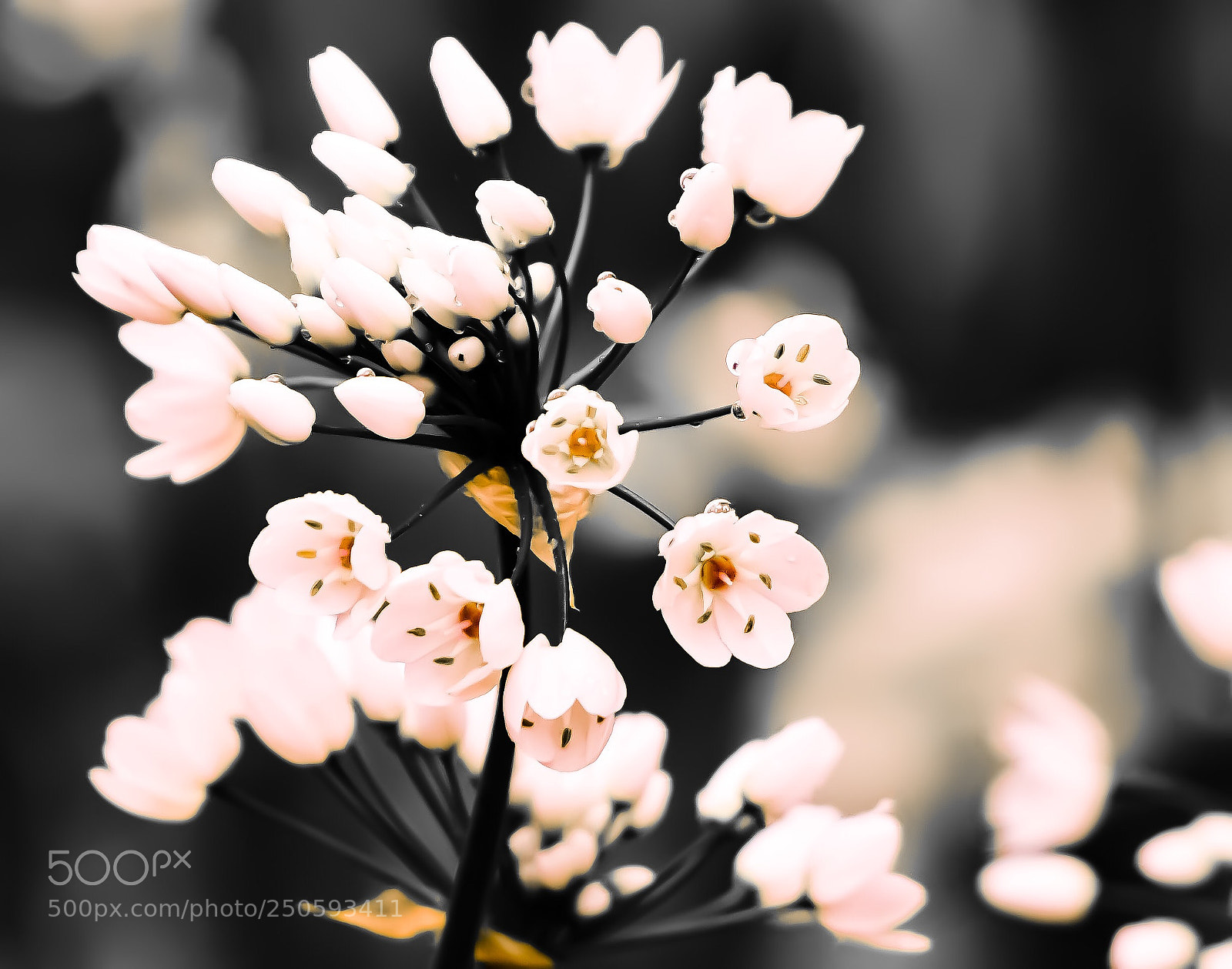 Sony a7R II sample photo. Come to spring  photography