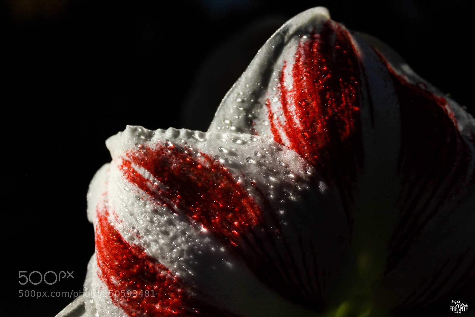 Canon EOS 1300D (EOS Rebel T6 / EOS Kiss X80) sample photo. 'and then it rained' photography