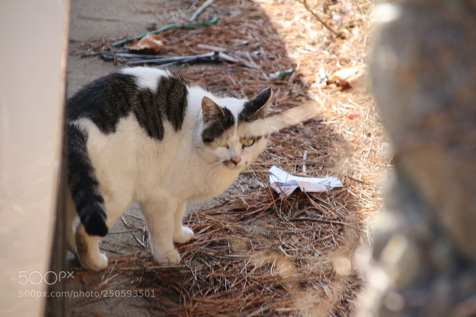 Canon EOS 700D (EOS Rebel T5i / EOS Kiss X7i) sample photo. How's know photography
