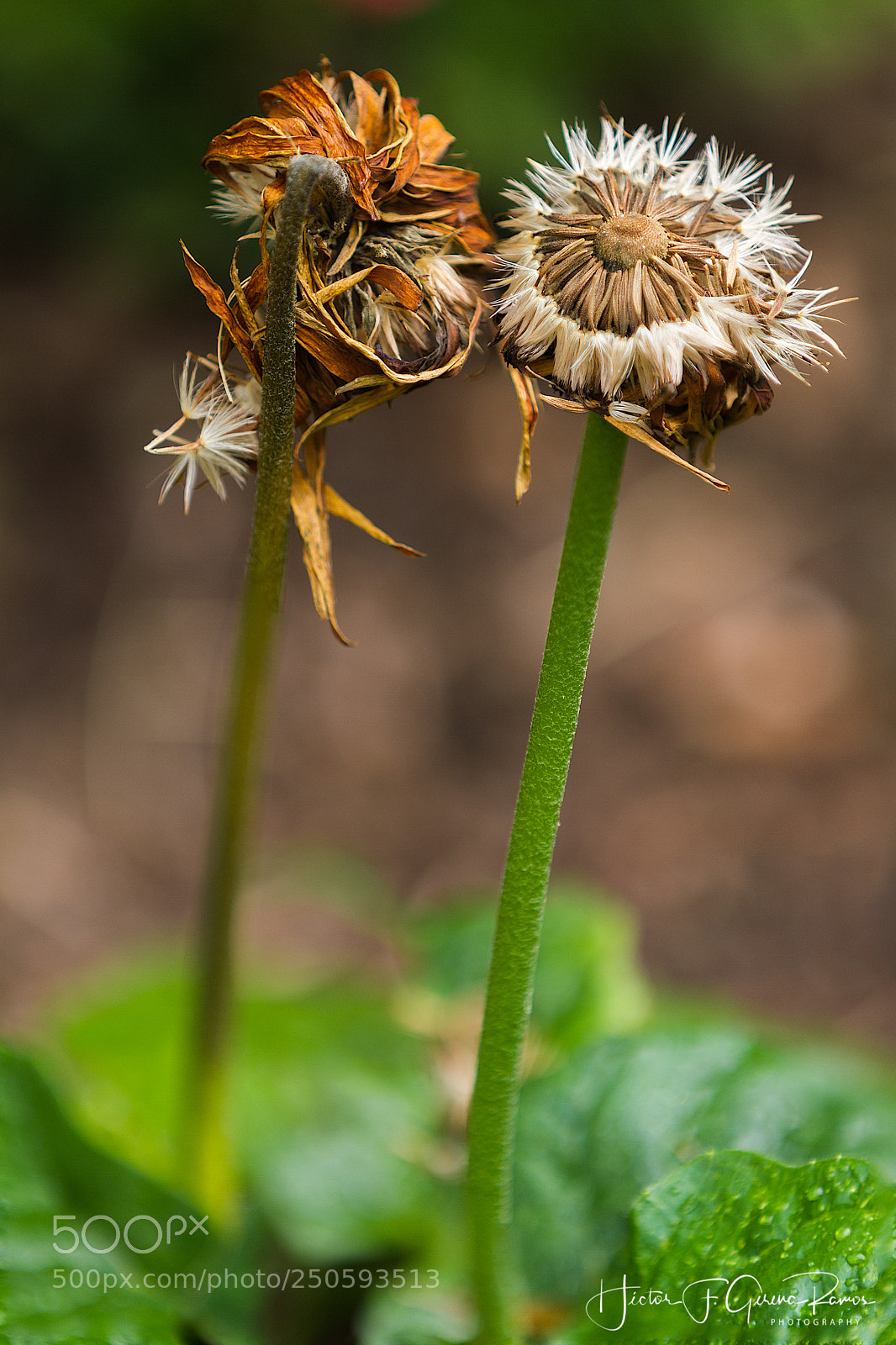 Canon EOS 7D sample photo. Personal garden_02 photography