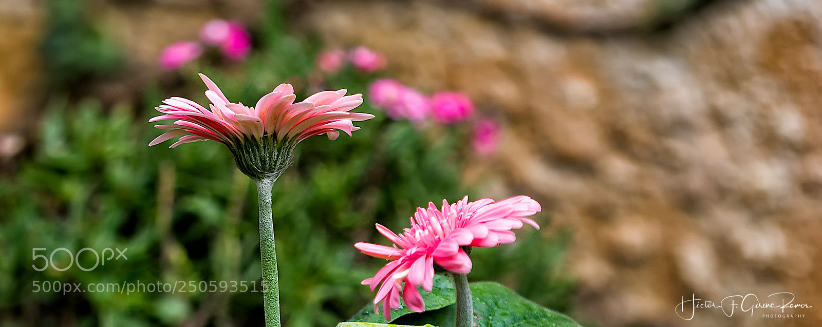 Canon EOS 7D sample photo. Personal garden_01 photography
