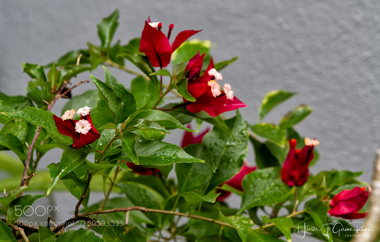 Canon EOS 7D sample photo. Personal garden_03 photography