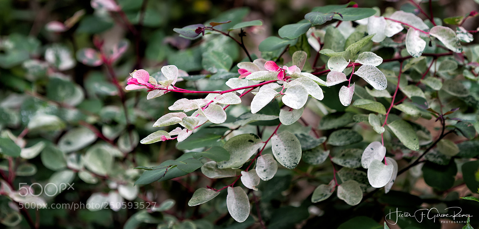Canon EOS 7D sample photo. Personal garden_04 photography