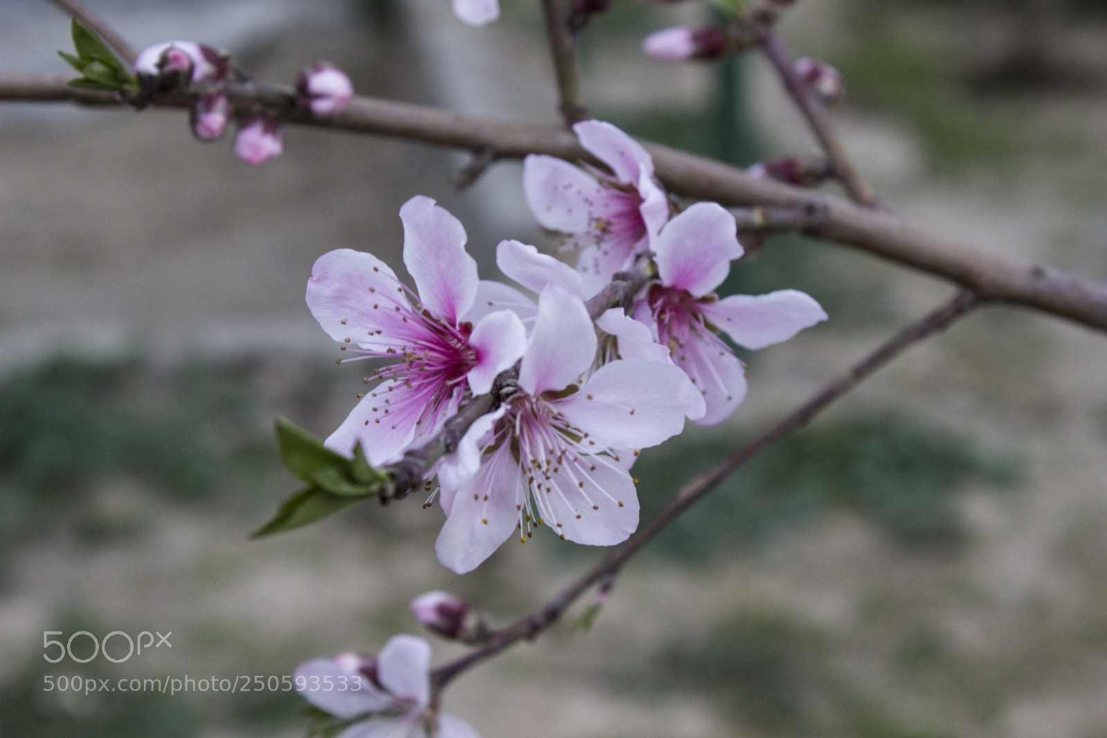 Canon EOS 600D (Rebel EOS T3i / EOS Kiss X5) sample photo. Blossom photography