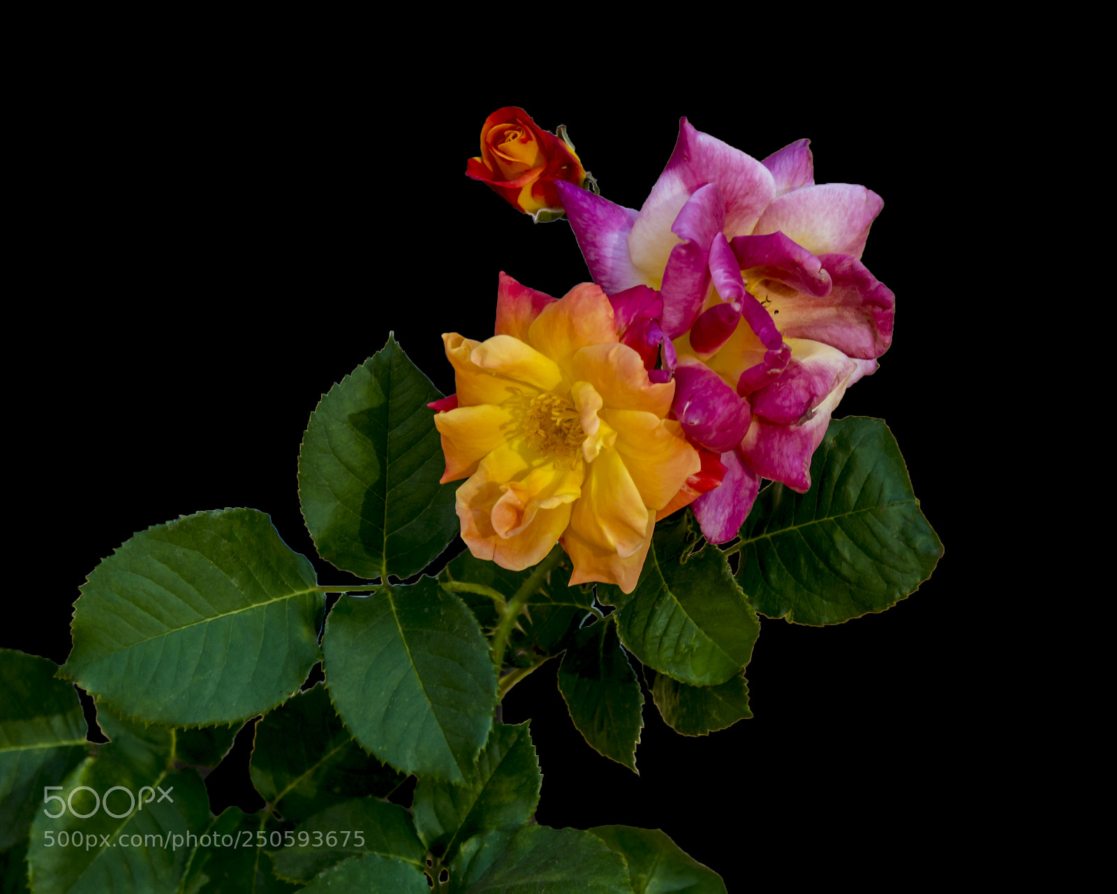 Nikon D5200 sample photo. Roses photography