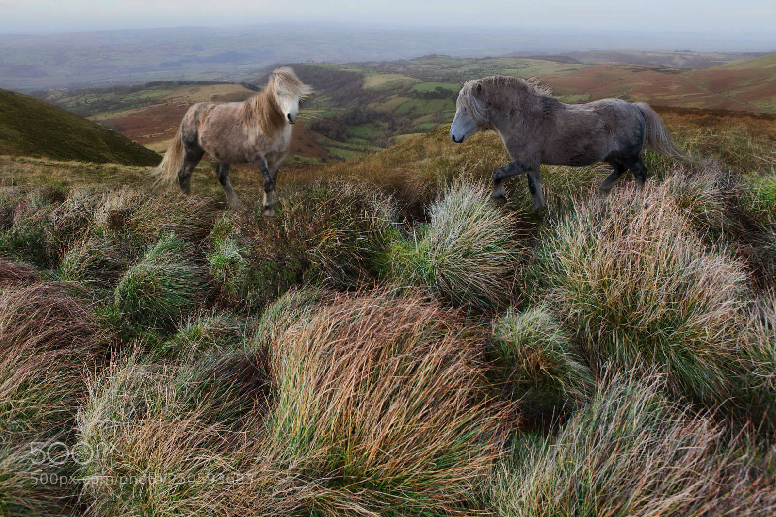 Canon EOS 5D Mark II sample photo. Welsh ponies photography