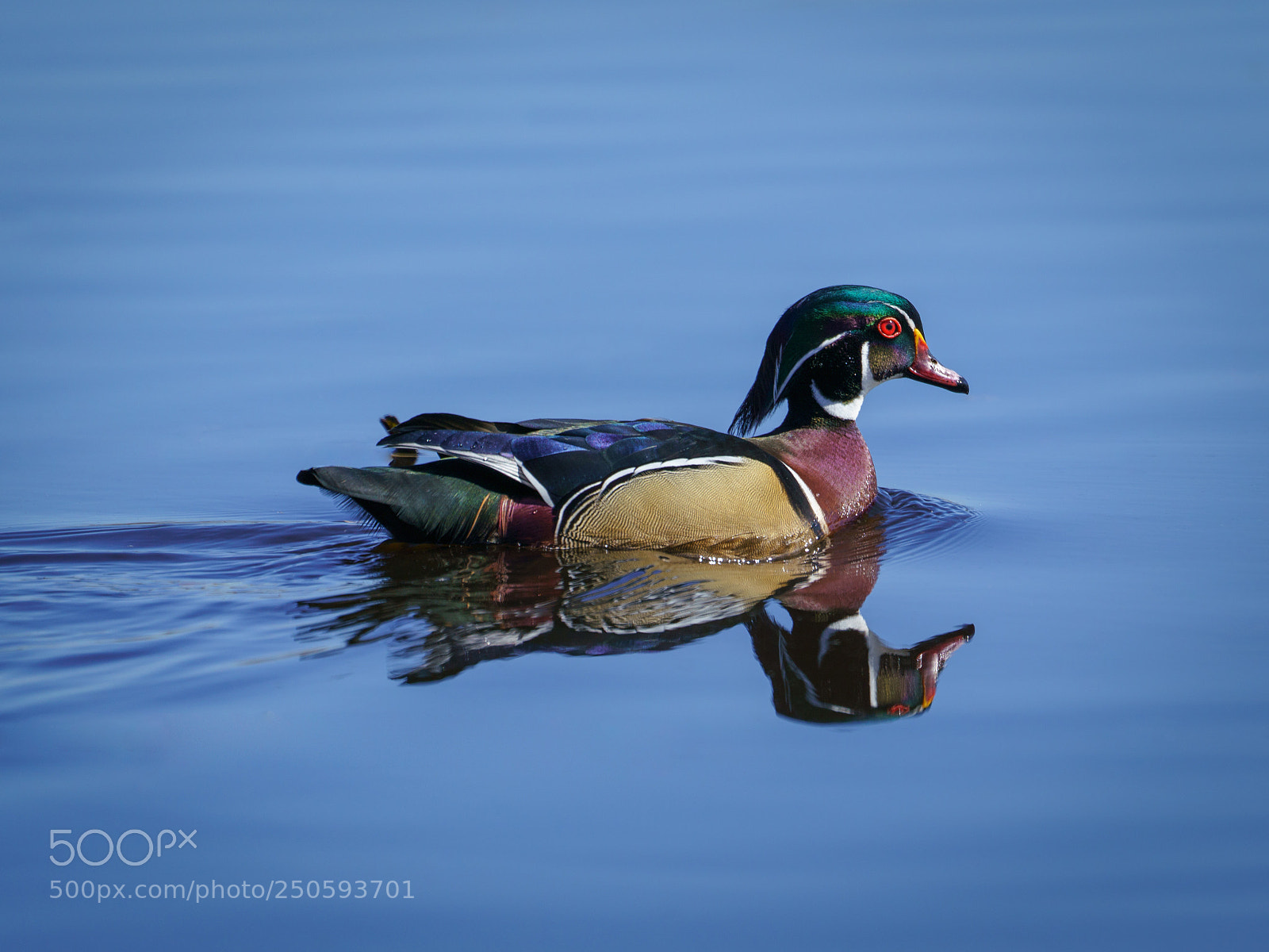 Sony a7R III sample photo. Wood duck photography