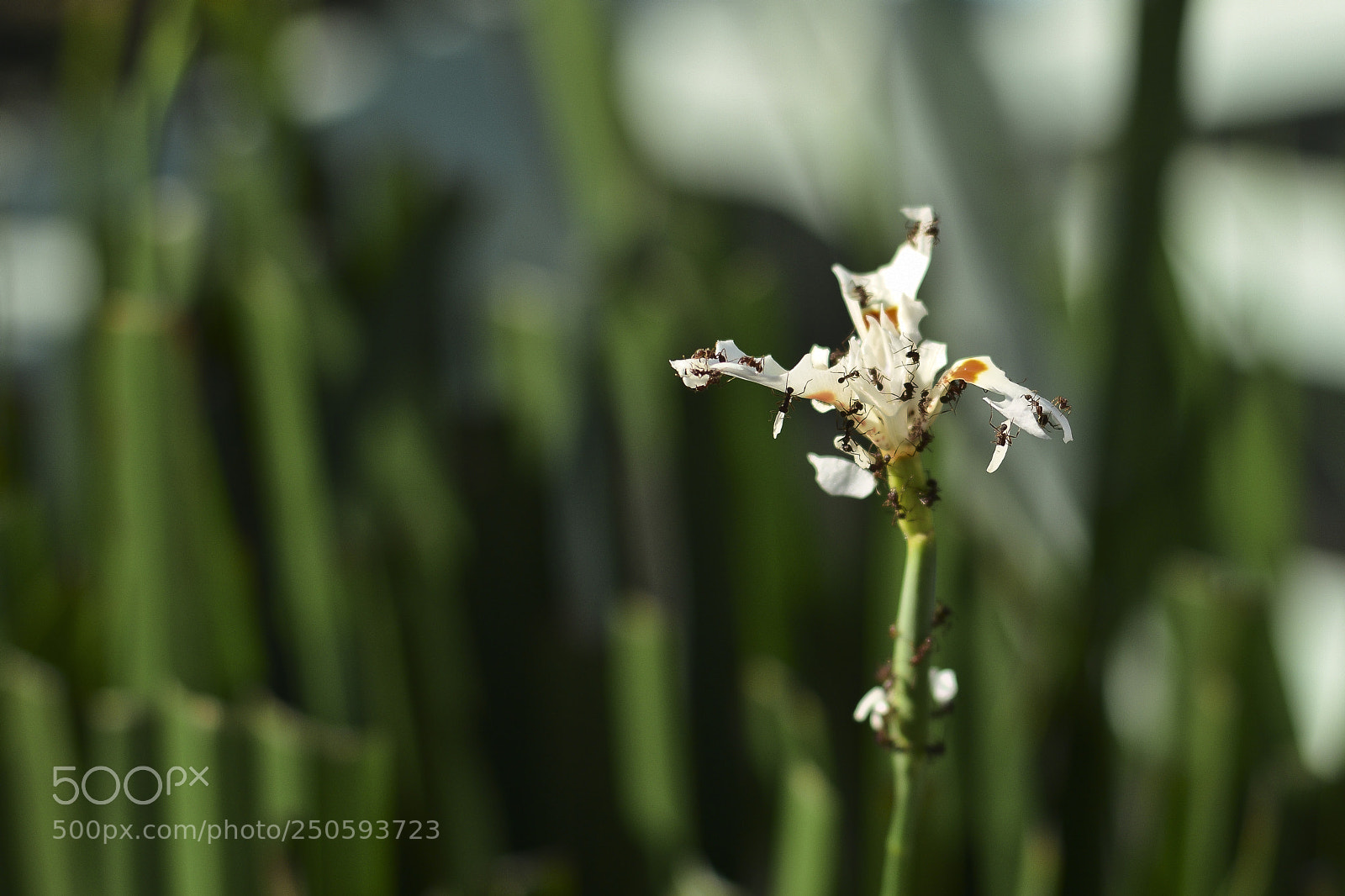 Nikon D5300 sample photo. Assim é o mundo natural photography