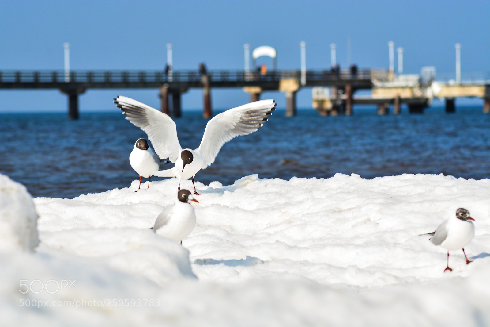 Nikon D7100 sample photo. Snow beach photography