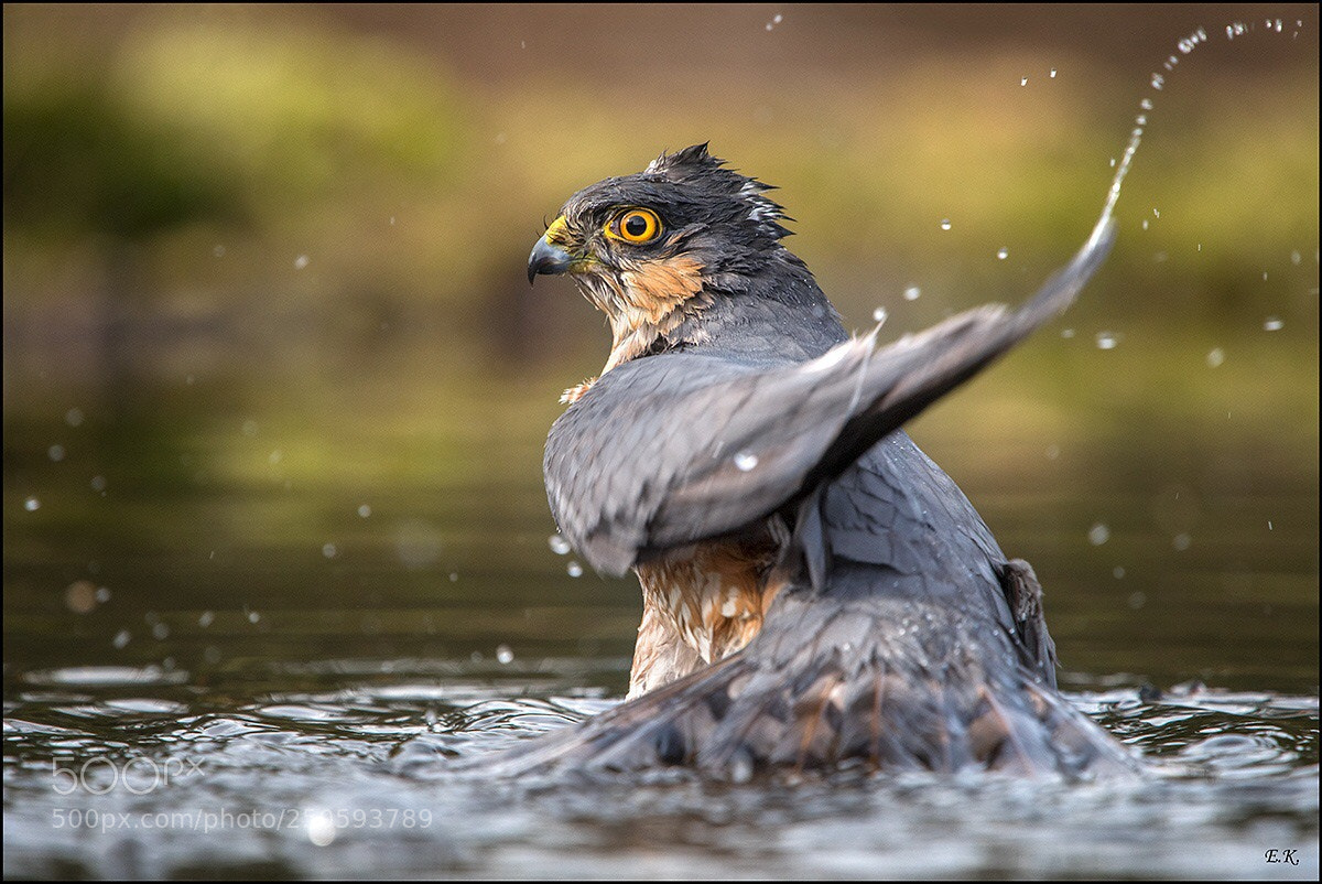 Nikon D500 sample photo. Bathing sparrow hawk photography