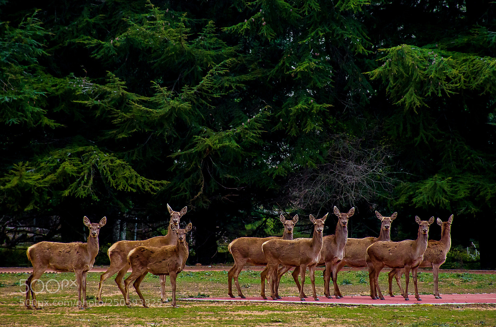 Nikon D5500 sample photo. An unexpected gang photography
