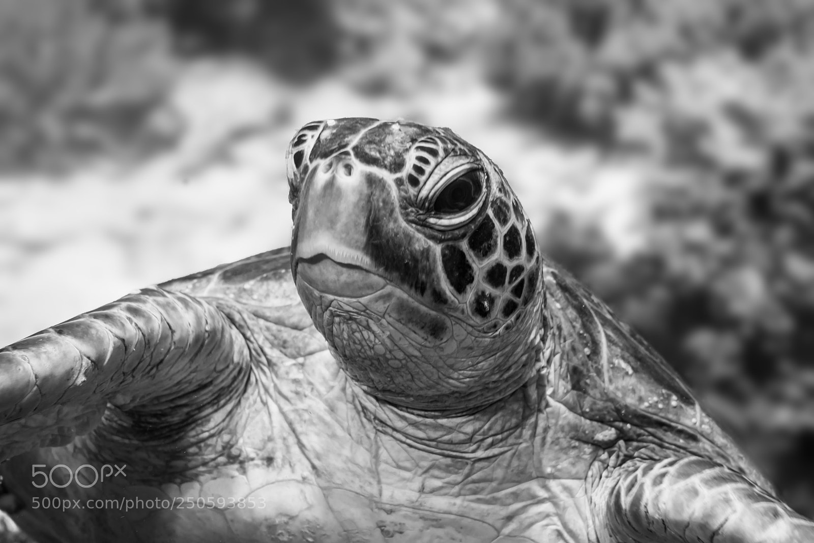 Nikon D810 sample photo. Turtle portrait photography