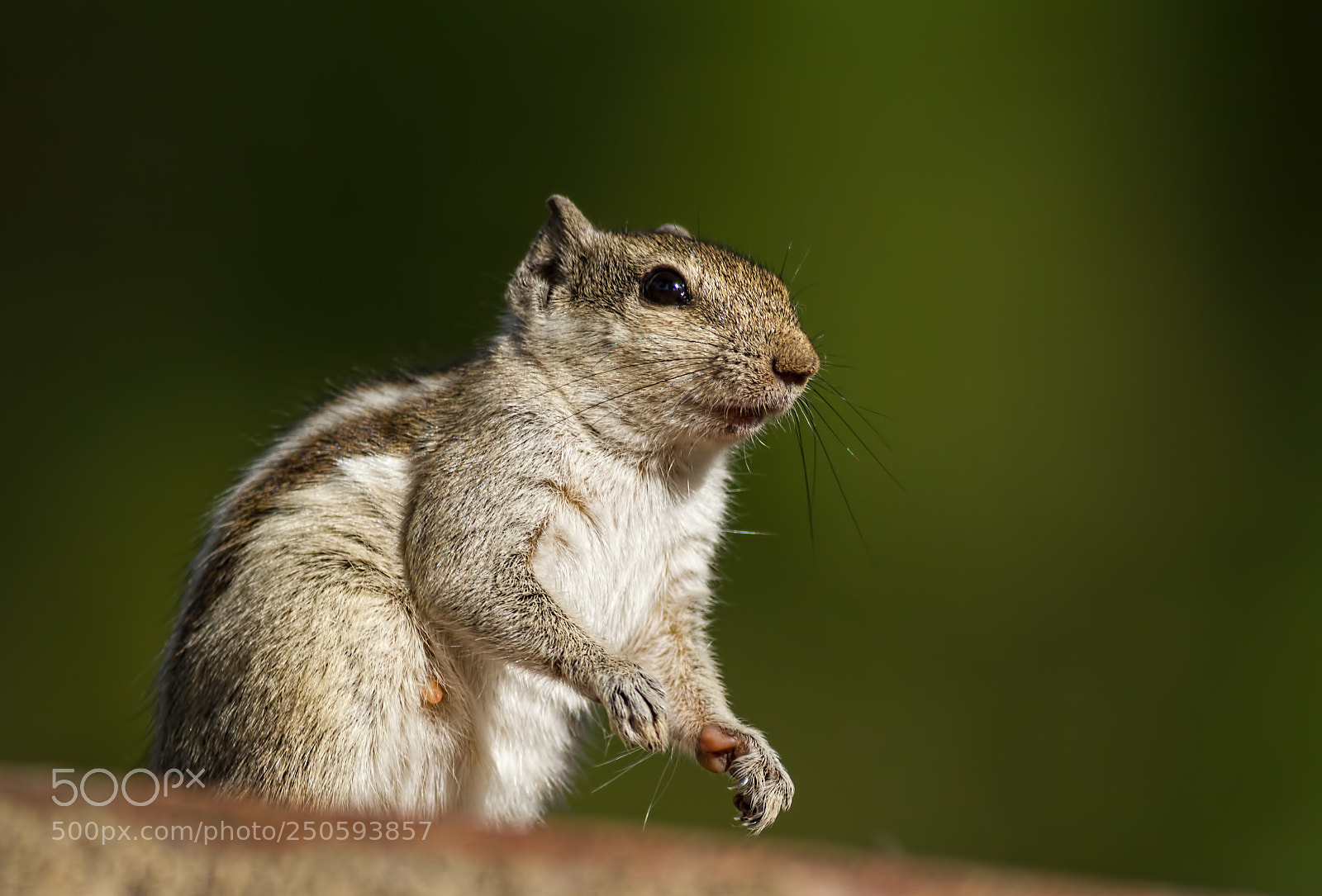 Canon EOS 7D sample photo. Indian palm squirrel.. photography