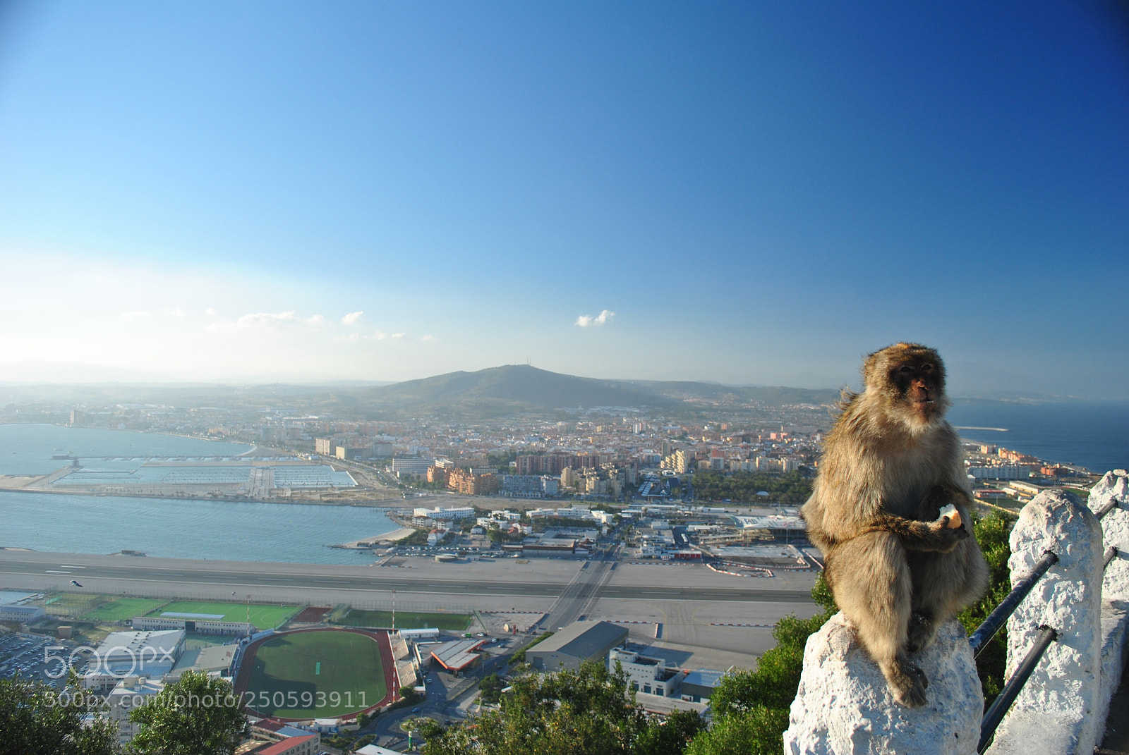 Nikon D3000 sample photo. Chilling monkey photography