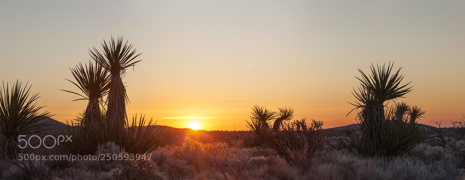 Canon EOS 5D Mark II sample photo. Yucca meet sunrise photography