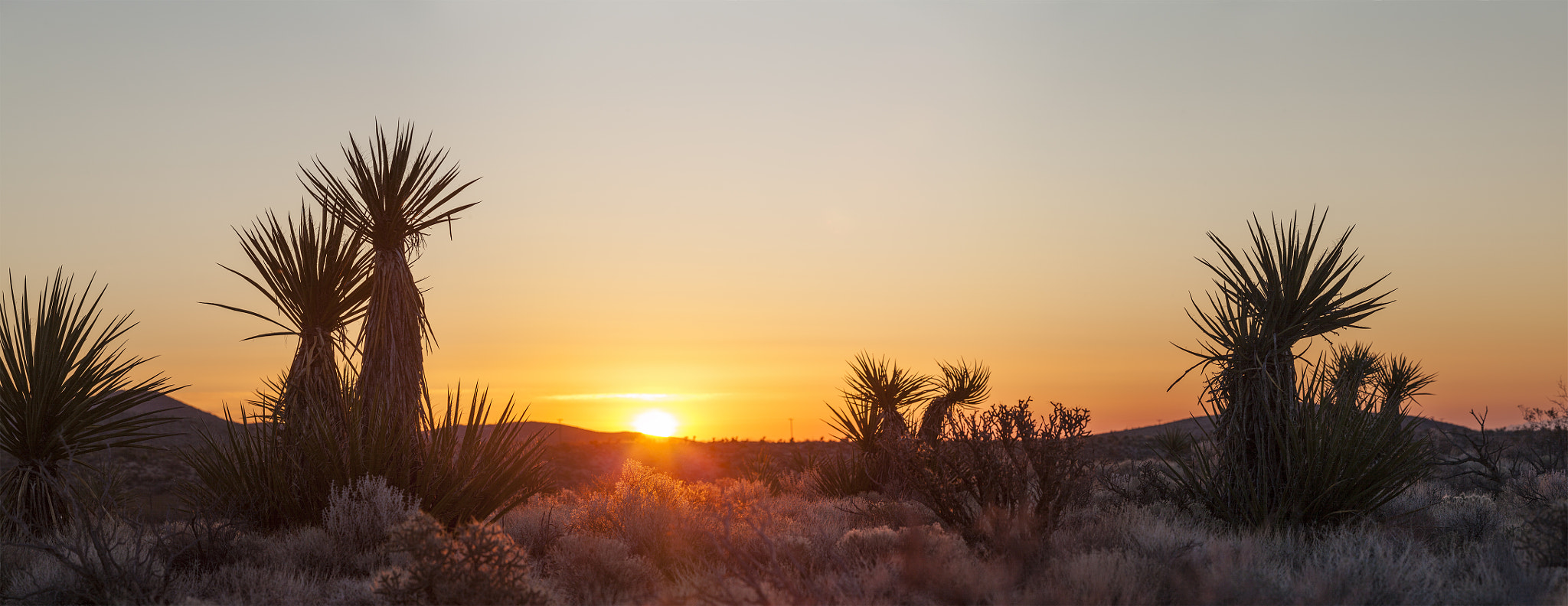 Yucca meet sunrise