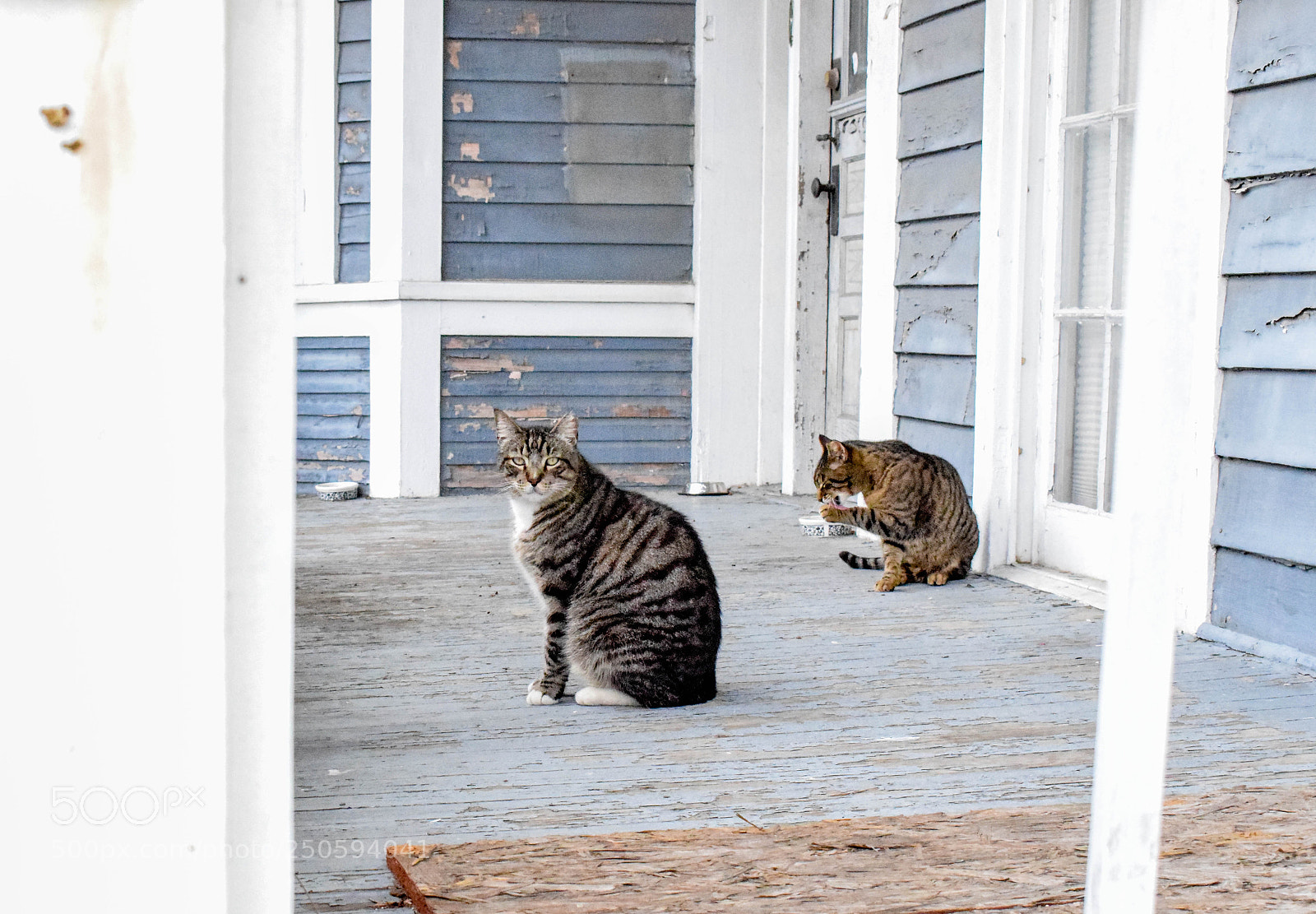 Nikon D3300 sample photo. Chats photography