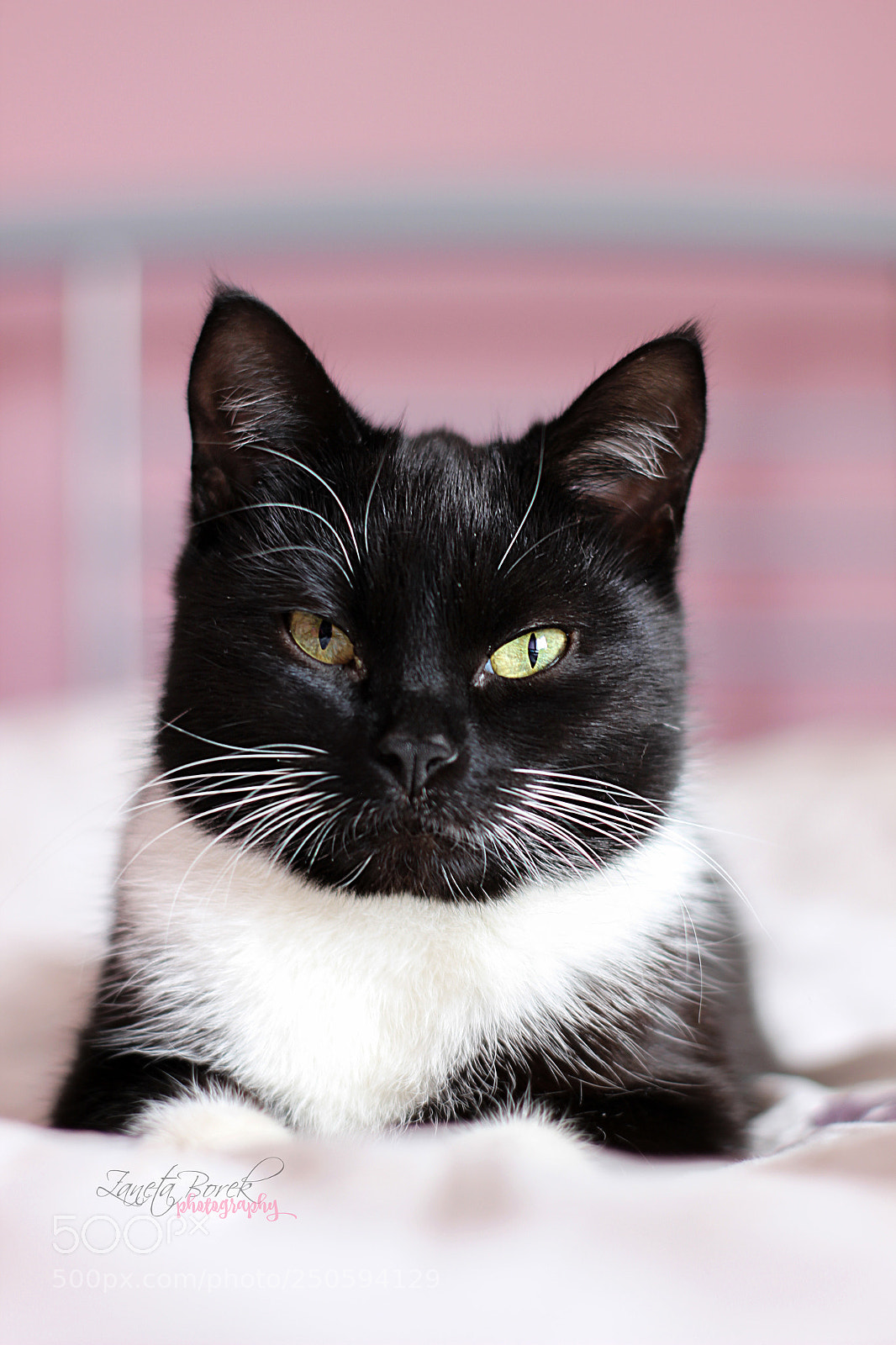 Canon EOS 600D (Rebel EOS T3i / EOS Kiss X5) sample photo. Cat portrait photography