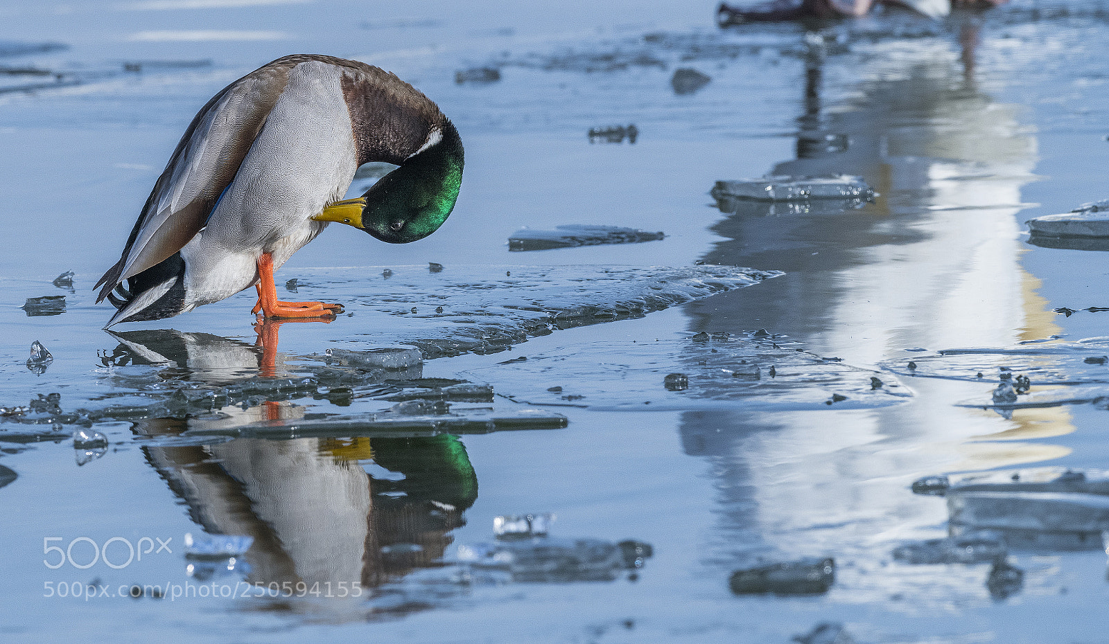 Nikon D850 sample photo. Mallard photography
