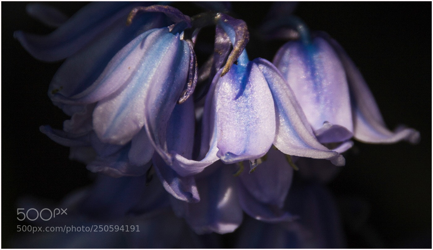 Canon EOS 650D (EOS Rebel T4i / EOS Kiss X6i) sample photo. Blue bells photography