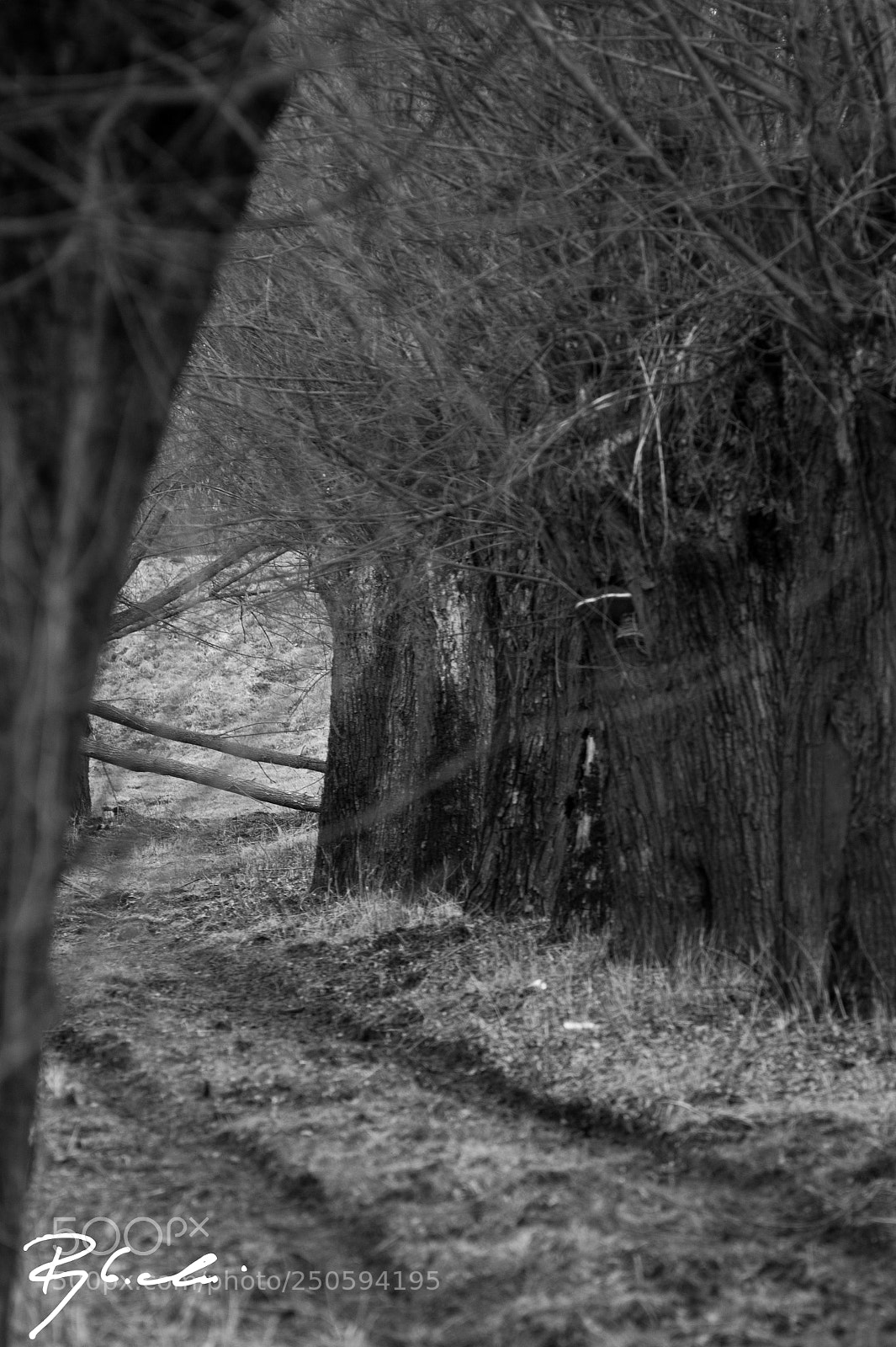 Sony Alpha DSLR-A350 sample photo. Country road photography