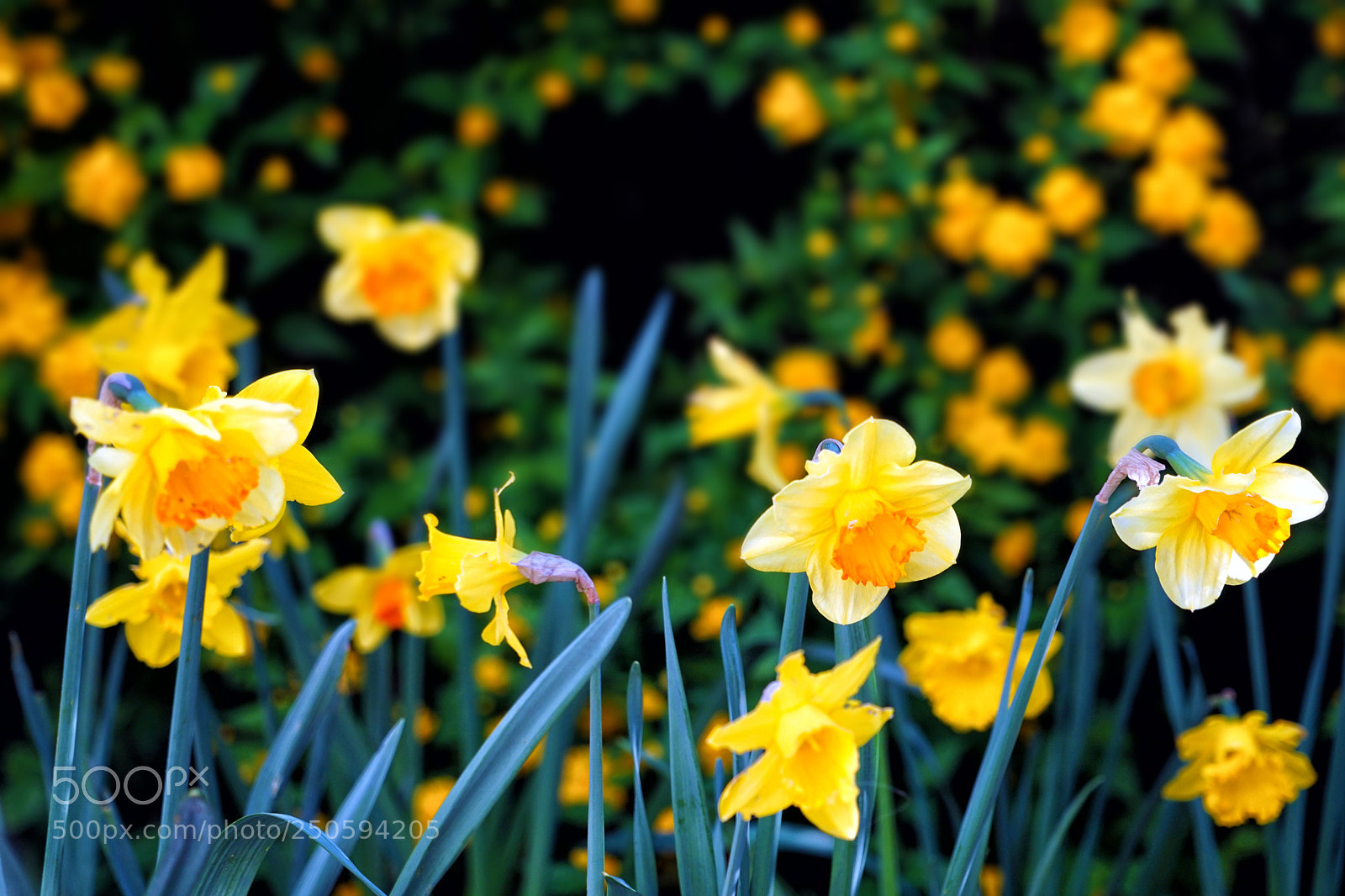 Sony a7 II sample photo. Dance with the daffodils photography