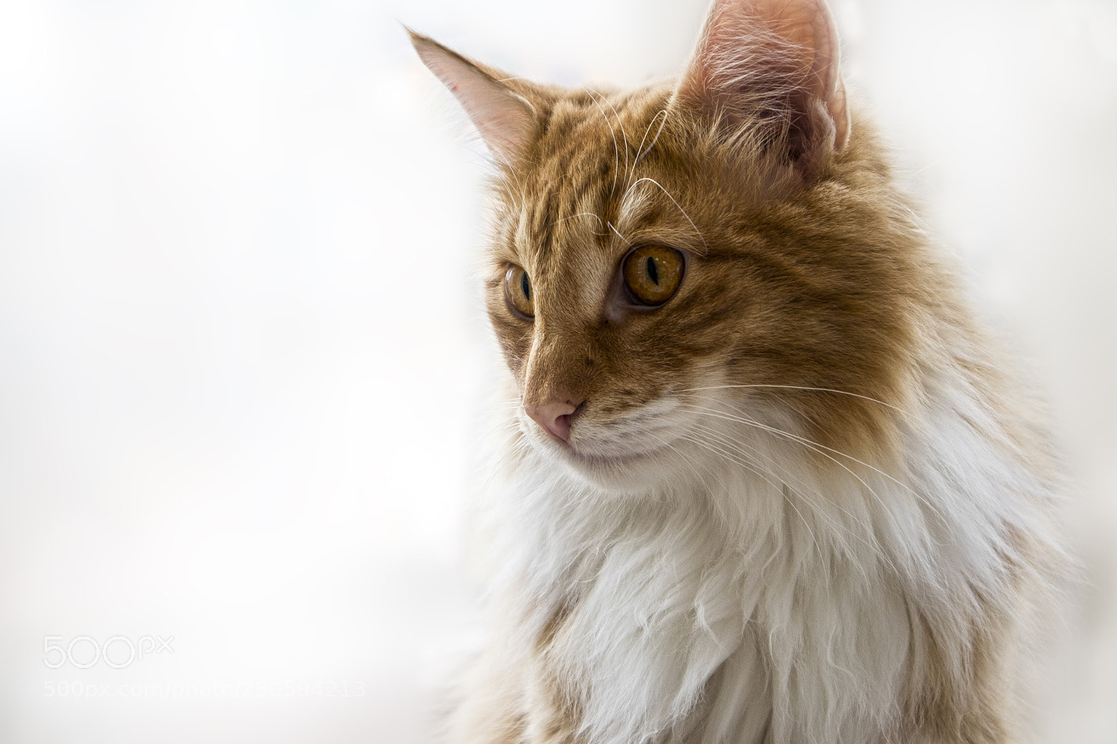 Canon EOS M6 sample photo. Alfredo white photography