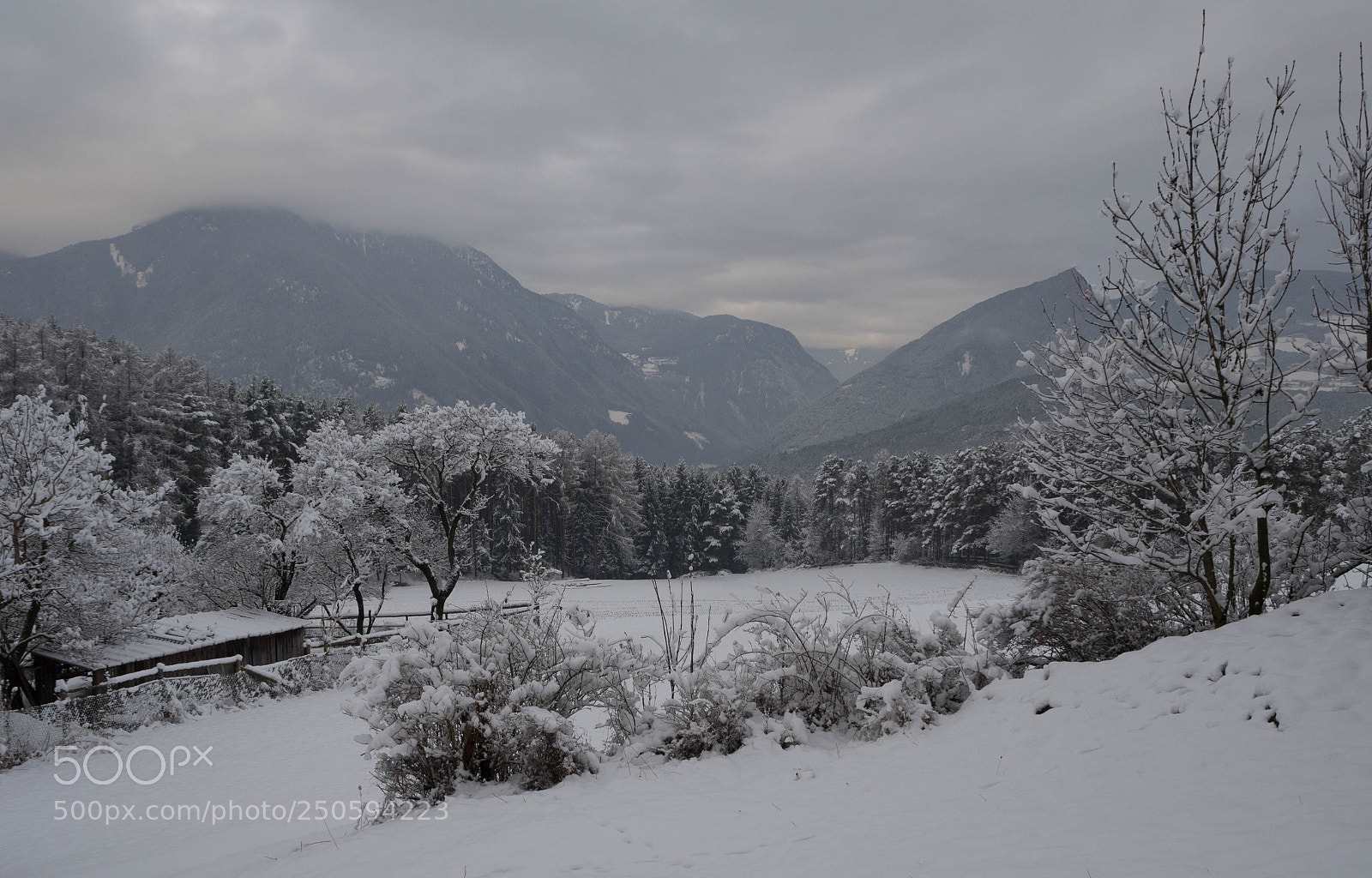 Olympus OM-D E-M10 II sample photo. Snow photography