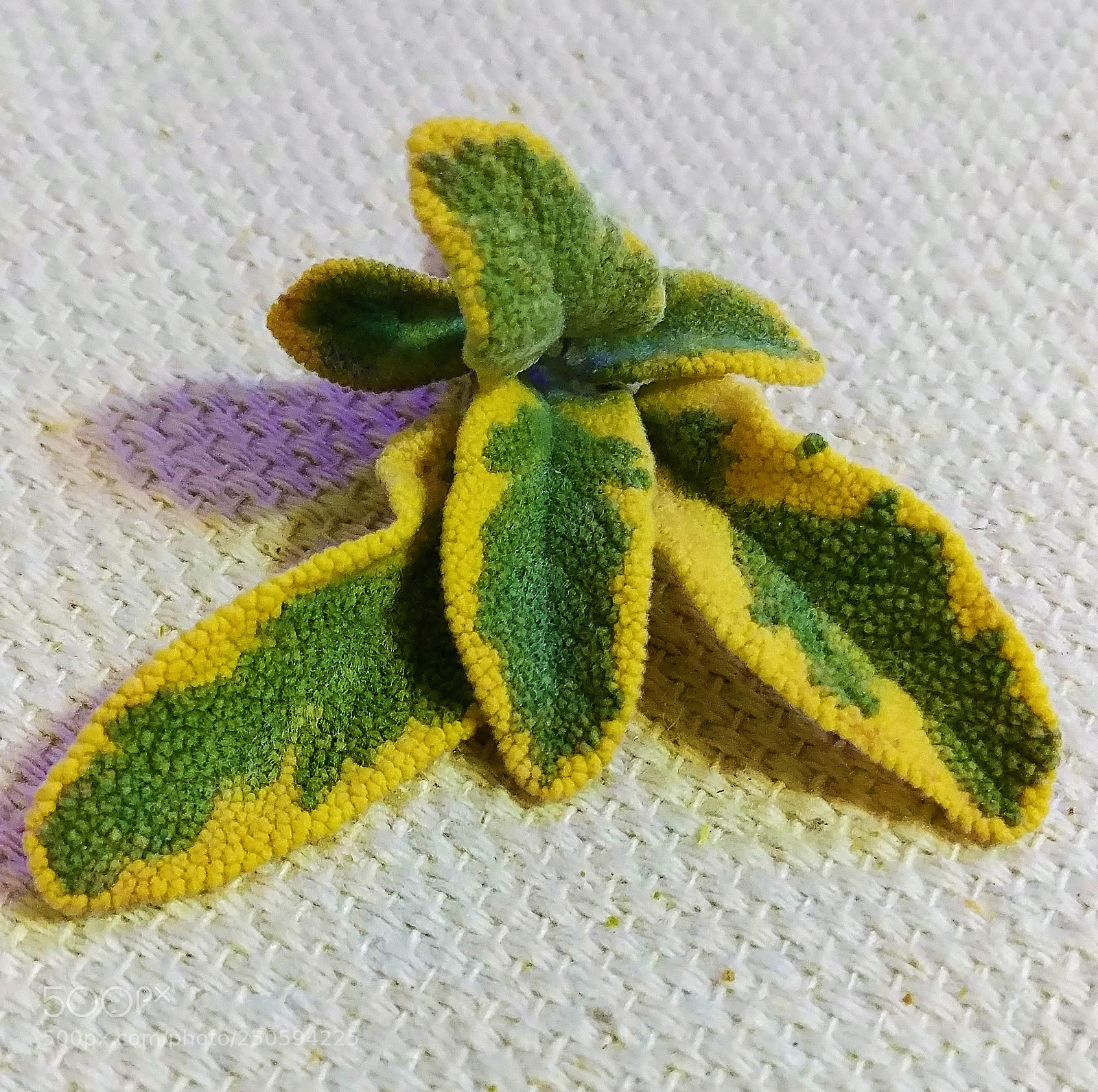 LG G6 sample photo. Sage leaves photography