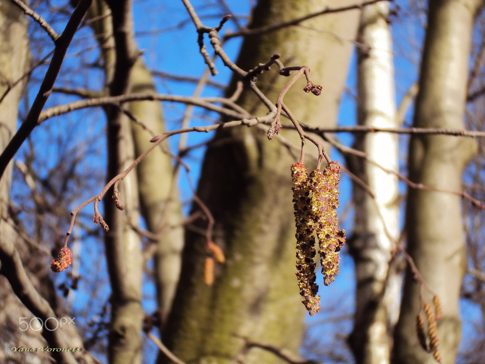 Sony DSC-W190 sample photo. Alder blossoms photography