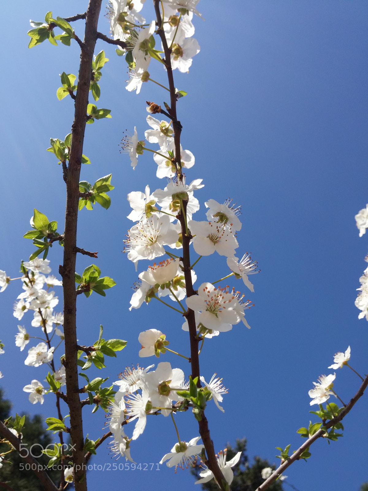 LG G3 sample photo. Ilkbahar ~ spring photography