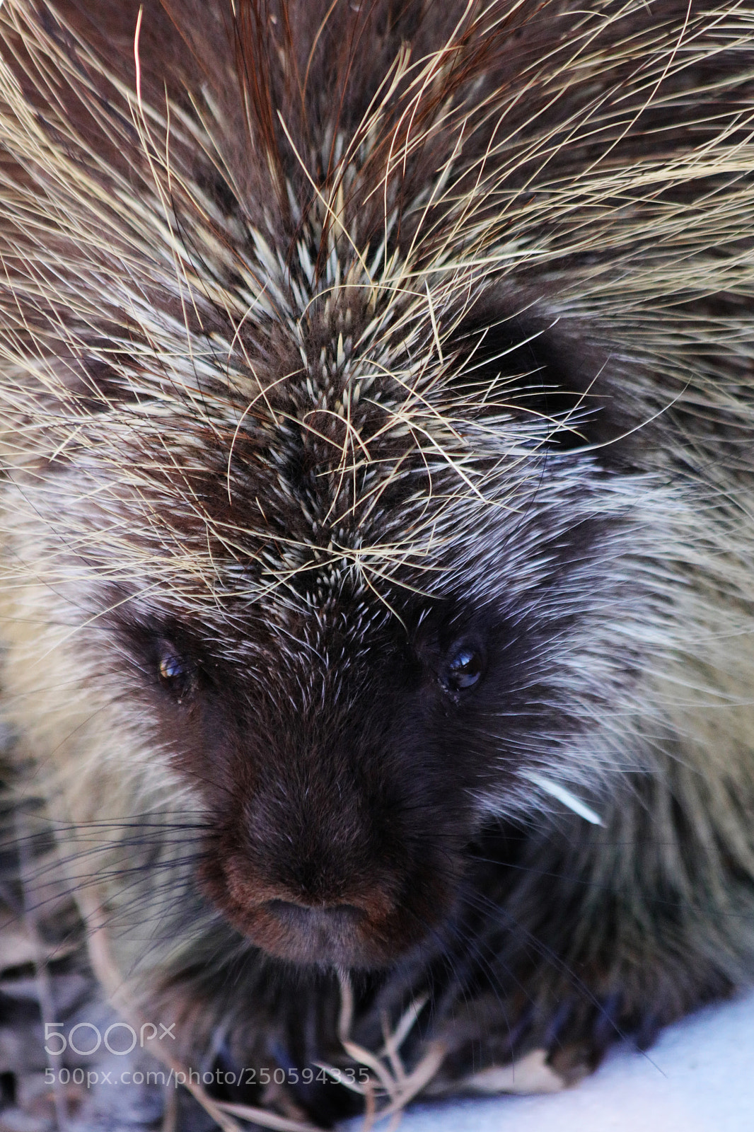 Canon EOS 80D sample photo. Porcupine photography