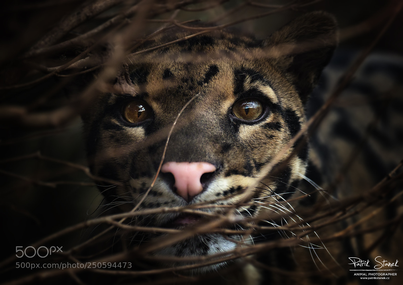 Olympus OM-D E-M1 Mark II sample photo. Clouded leopard photography