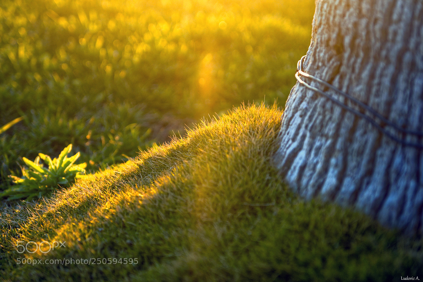 Sony Alpha DSLR-A700 sample photo. Au pied d'un arbre photography