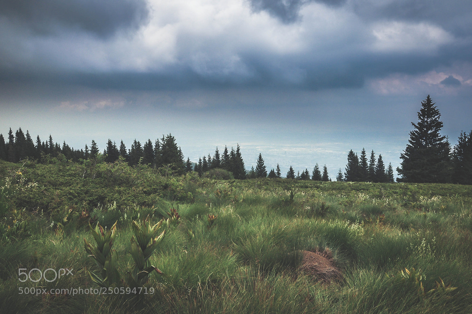Nikon D90 sample photo. Vitosha photography