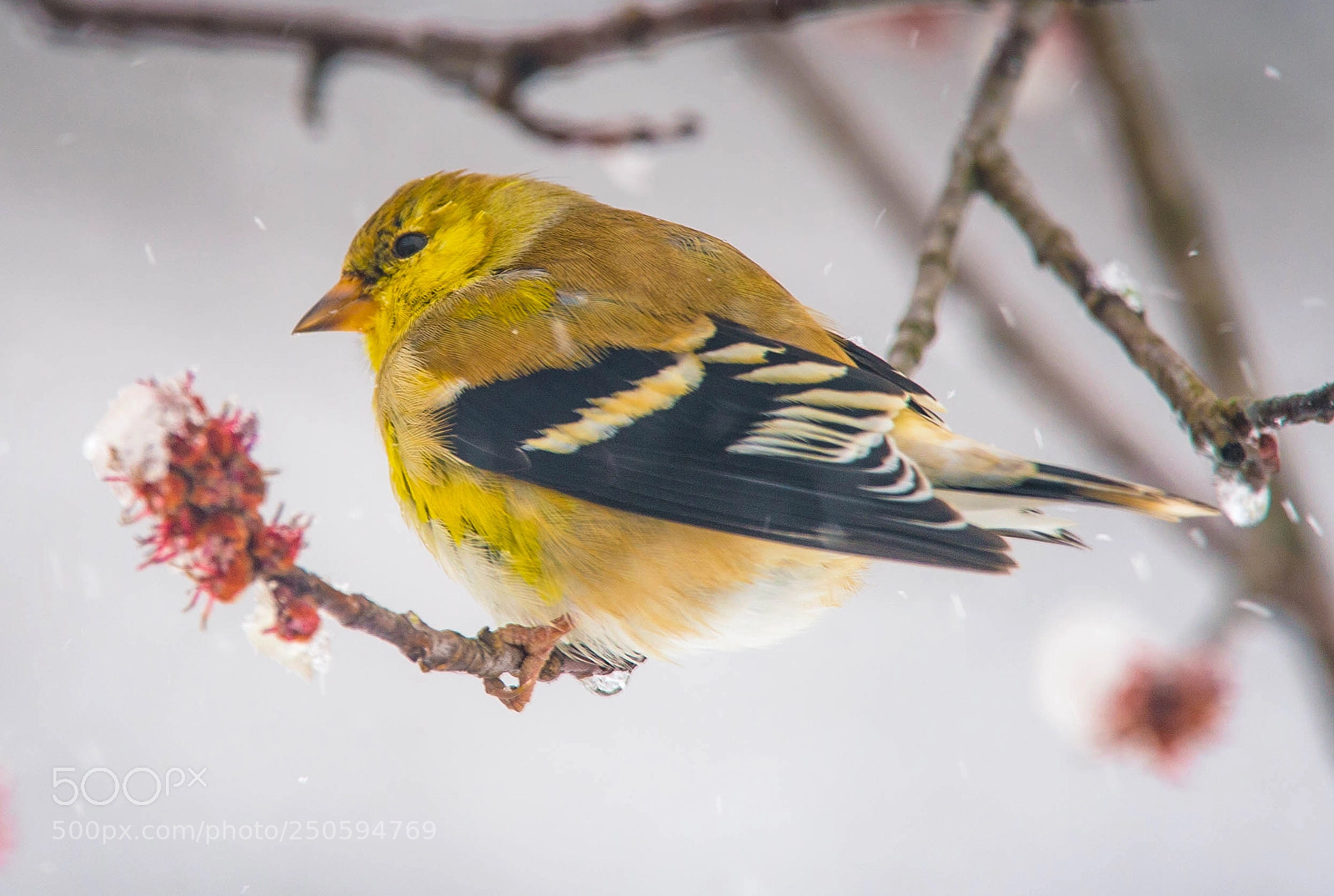Nikon D4 sample photo. Yellow finch in snow! photography