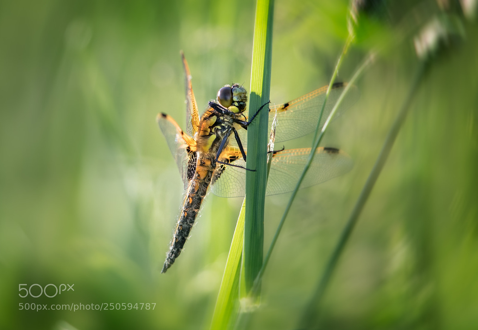 Canon EOS-1D X Mark II sample photo. Four spotted chaser photography