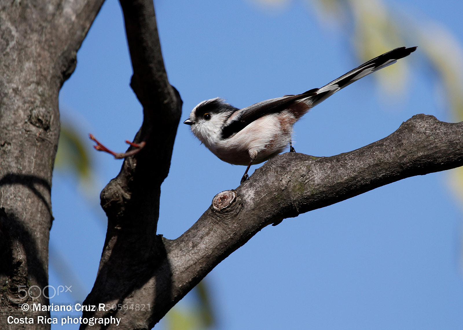 Canon EOS 7D sample photo. Long-tailed tit photography