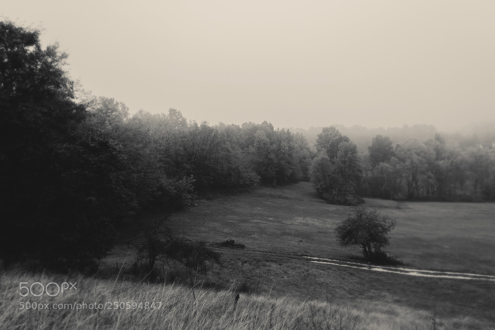 Canon EOS 600D (Rebel EOS T3i / EOS Kiss X5) sample photo. Foggy day photography